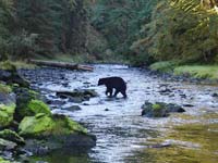 Bear going fishing