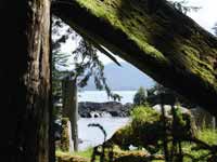 Fallen House Beam at Sgaang Gwaii