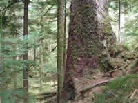 Magical Forests of Haida Gwaii