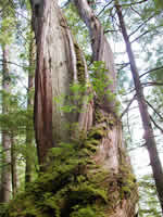 Magnificent Trees