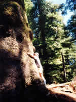 The big trees of Haida Gwaii